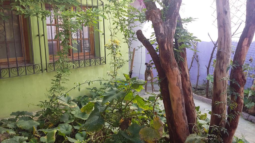 Hospedaje La Rana Buenos Aires Ngoại thất bức ảnh